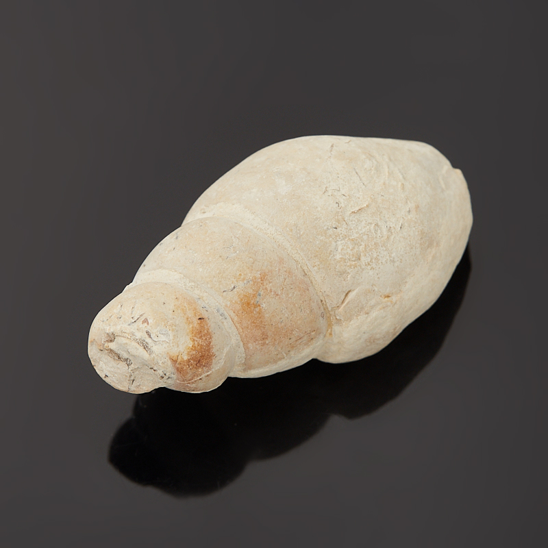 Гастропод Luithia Pedernelis США (3-4&nbsp;см)