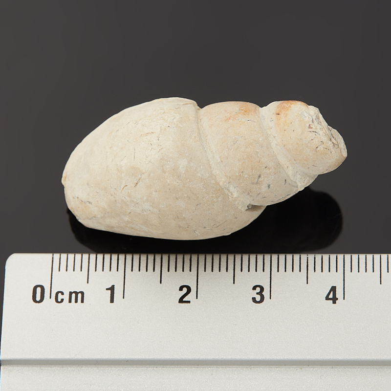 Гастропод Luithia Pedernelis США (3-4&nbsp;см)