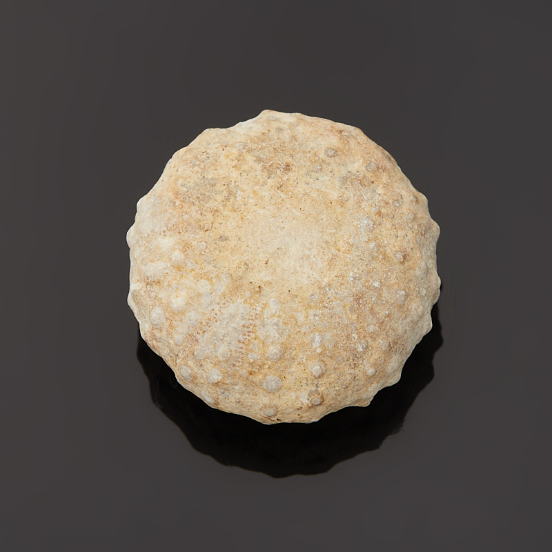 Морской еж phymosoma texanum США (1,5-2&nbsp;см)