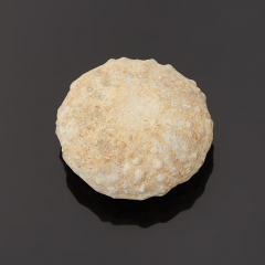 Морской еж phymosoma texanum США (1,5-2 см)