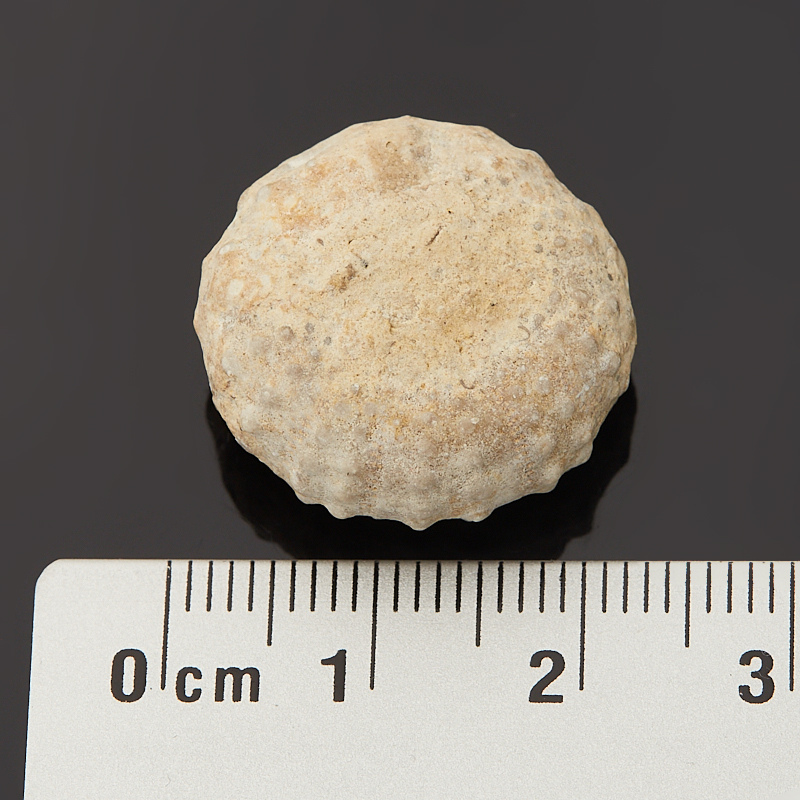 Морской еж phymosoma texanum США (1,5-2&nbsp;см)