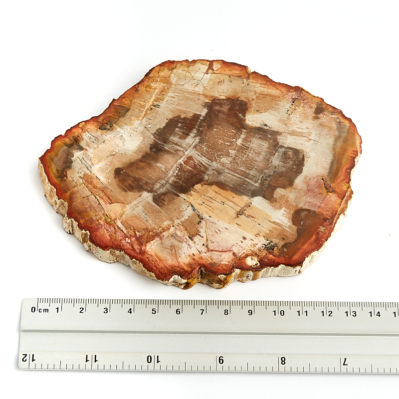 Окаменелость окаменелое дерево Мадагаскар L (12-16 см)