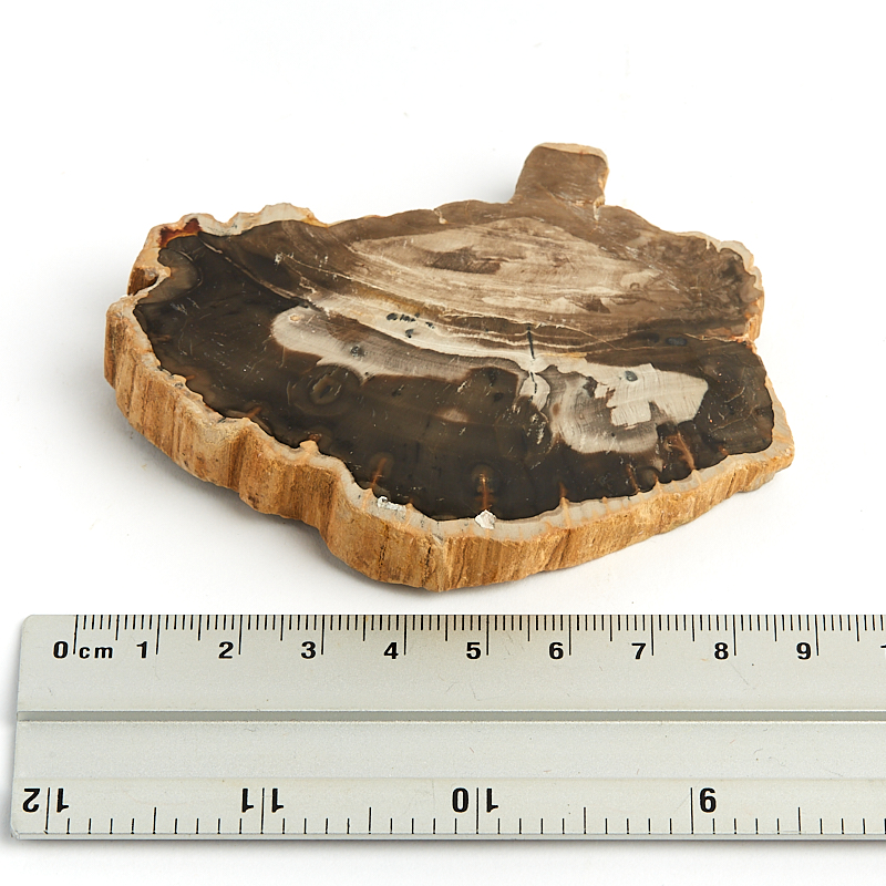 Окаменелость окаменелое дерево Мадагаскар M (7-12 см)
