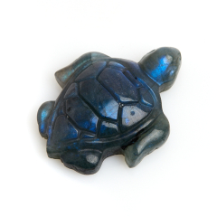 Черепаха лабрадор Мадагаскар 4-4,5 см