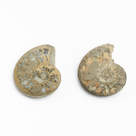 Купить натуральные окаменелости по приемлемой цене в интернет-магазине ...