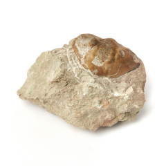 Окаменелость Россия M (7-12 см)