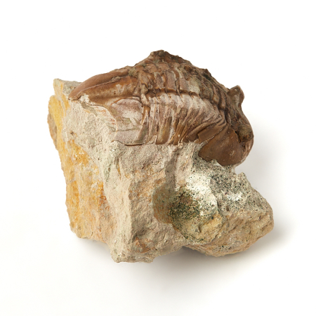 Купить натуральные окаменелости по приемлемой цене в интернет-магазине ...