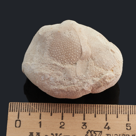 Купить натуральные окаменелости по приемлемой цене в интернет-магазине ...