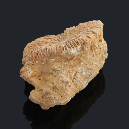 Купить натуральные окаменелости по приемлемой цене в интернет-магазине ...