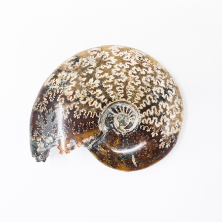 Купить натуральные окаменелости по приемлемой цене в интернет-магазине ...