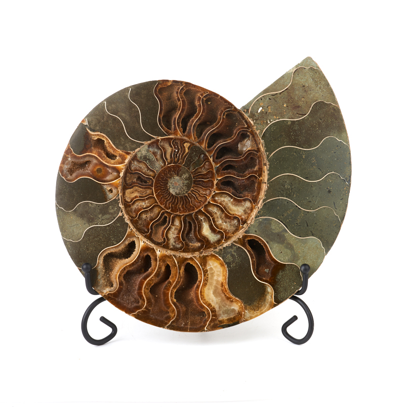 Окаменелость Мадагаскар (на подставке) от 20 см