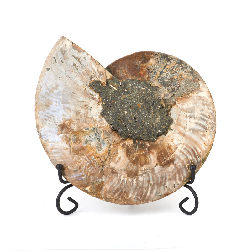 Окаменелость Мадагаскар (на подставке) от 20 см