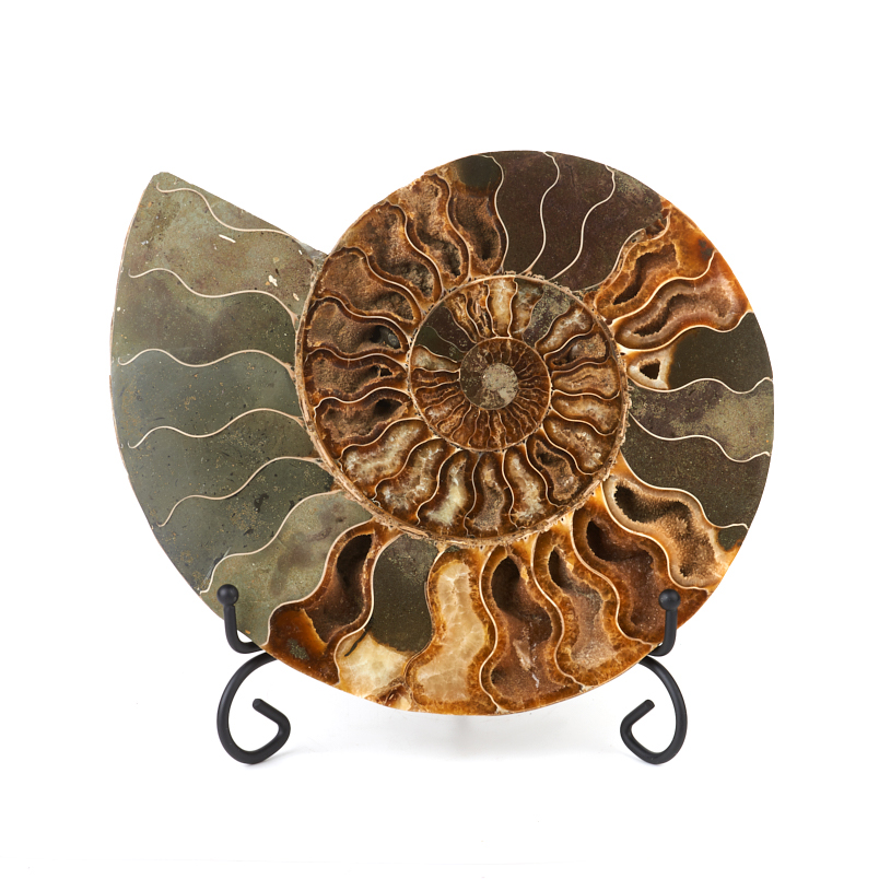 Окаменелость Мадагаскар (на подставке) от 20 см