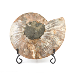 Окаменелость Мадагаскар (на подставке) от 20 см