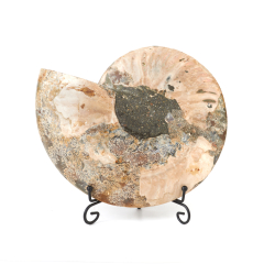 Окаменелость Мадагаскар 16-20 см (на подставке)