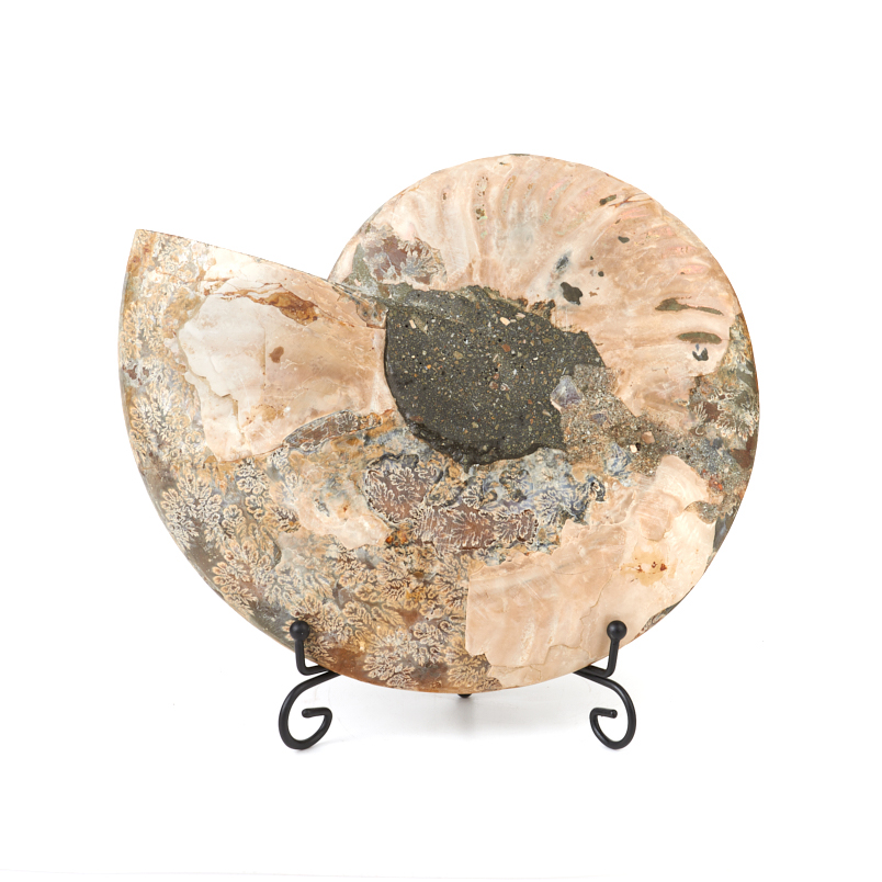 Окаменелость Мадагаскар 16-20 см (на подставке)