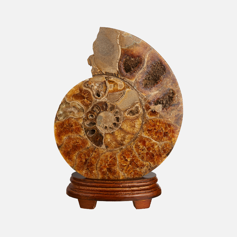 Окаменелость Мадагаскар от 20&nbsp;см (на подставке)