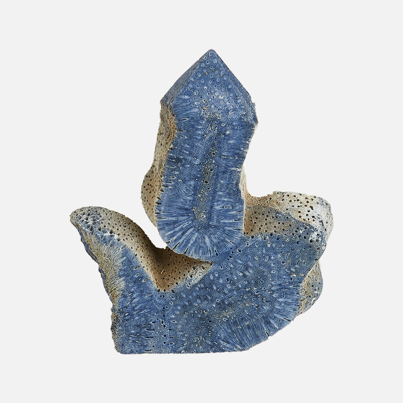 Срез коралл синий Индонезия 7-9 см (1 шт)