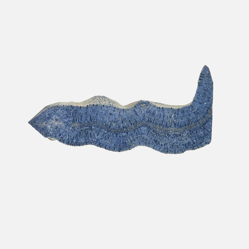 Срез коралл синий Индонезия 9-12&nbsp;см (1&nbsp;шт)