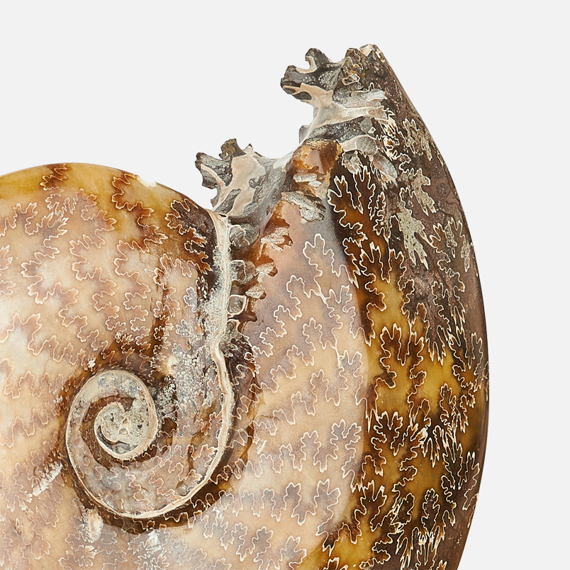 Окаменелость аммонит Мадагаскар 12-16 см (на подставке)