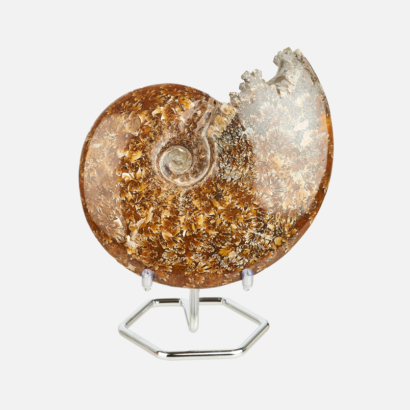 Окаменелость аммонит Мадагаскар 12-16 см (на подставке)