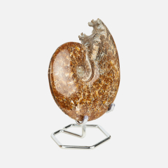 Окаменелость аммонит Мадагаскар 12-16 см (на подставке)