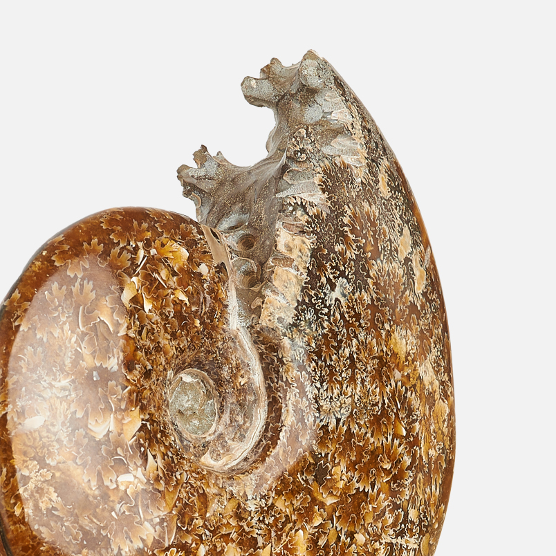 Окаменелость аммонит Мадагаскар 12-16 см (на подставке)