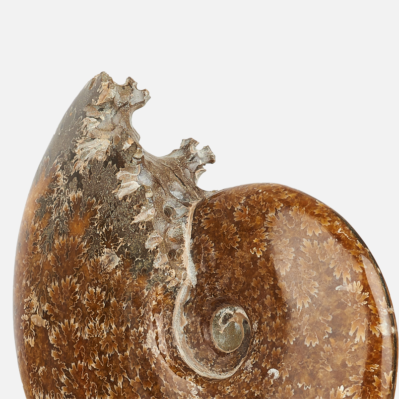 Окаменелость аммонит Мадагаскар 12-16 см (на подставке)