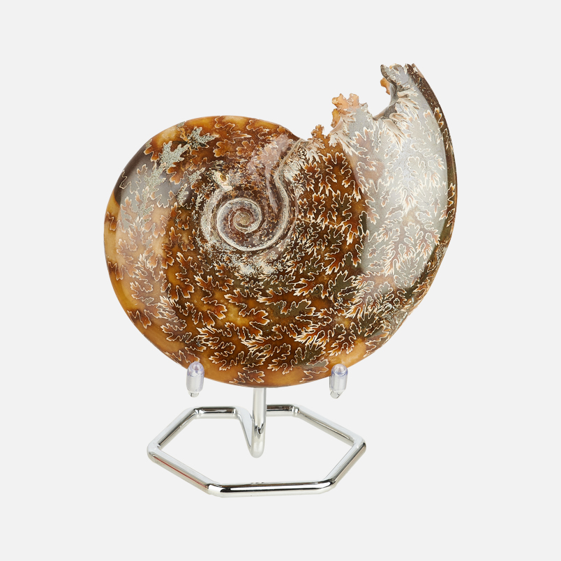 Аммонит Мадагаскар 12-16&nbsp;см (на подставке)