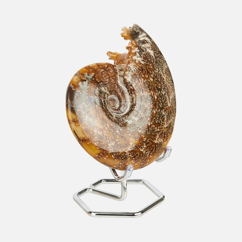 Аммонит Мадагаскар 12-16&nbsp;см (на подставке)