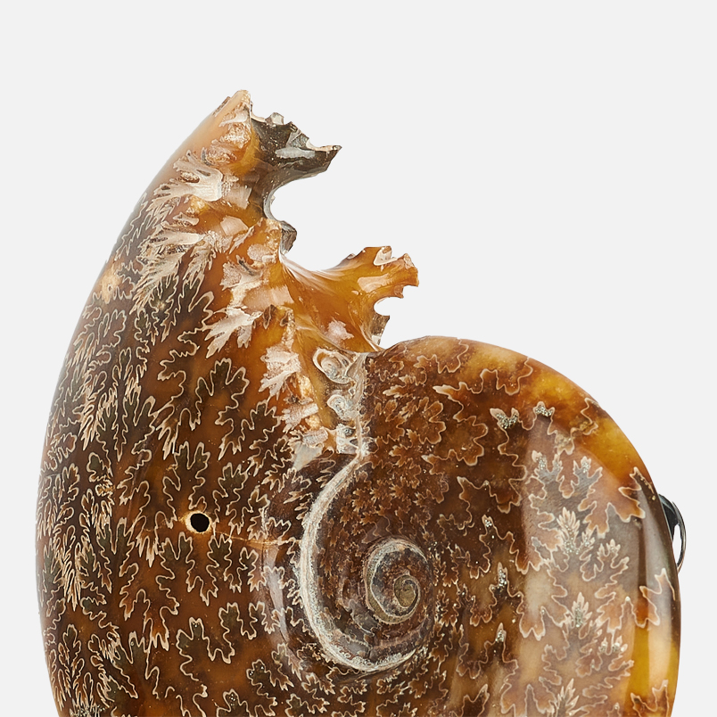 Аммонит Мадагаскар 12-16&nbsp;см (на подставке)