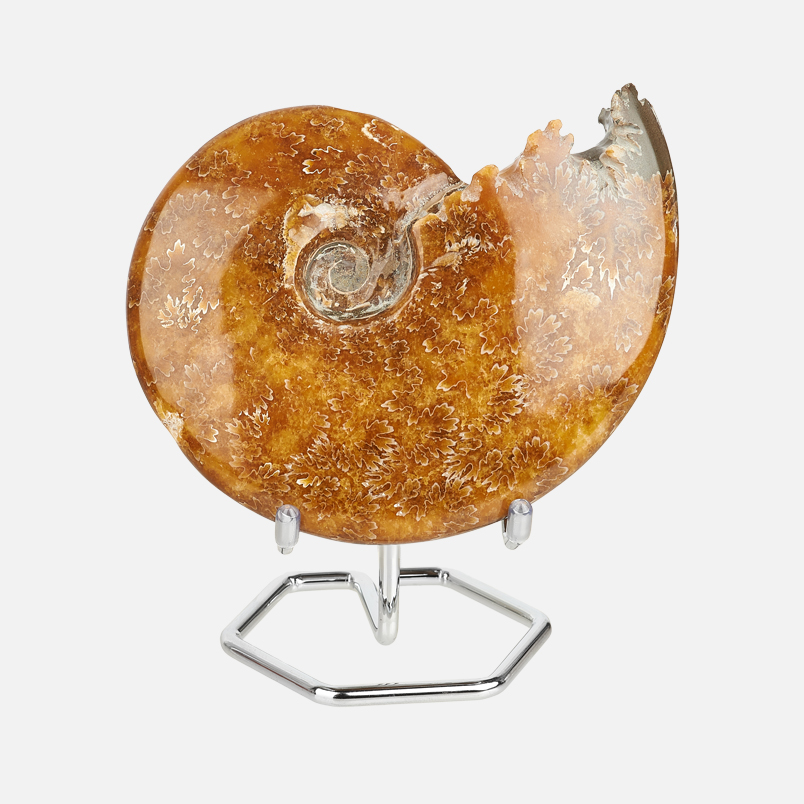 Окаменелость аммонит Мадагаскар 12-16 см (на подставке)