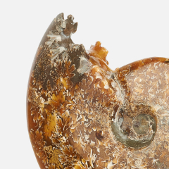 Окаменелость аммонит Мадагаскар 12-16 см (на подставке)