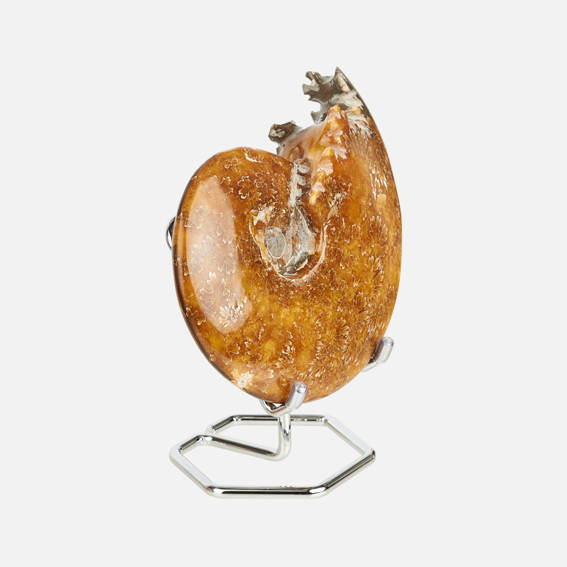 Окаменелость аммонит Мадагаскар 12-16 см (на подставке)