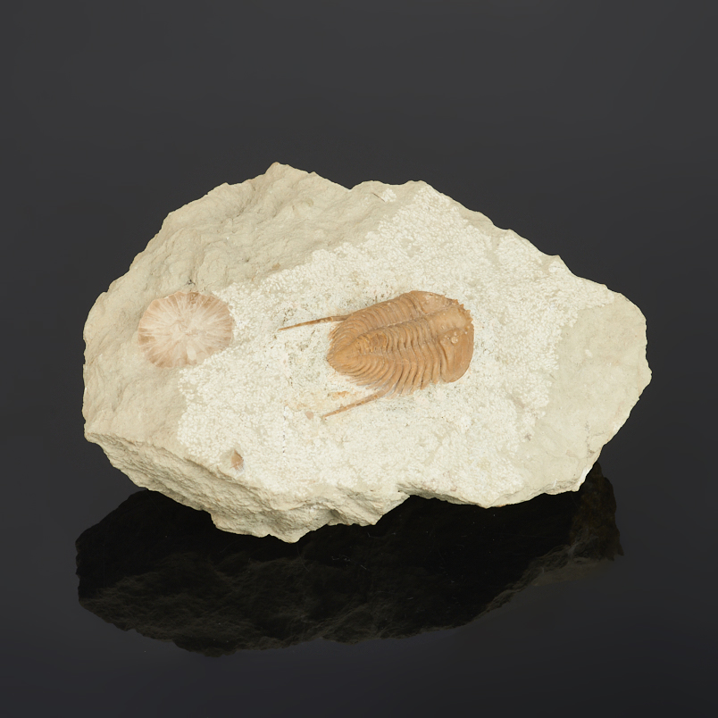 Окаменелость, белемнит в известняке Россия (12-16 см)