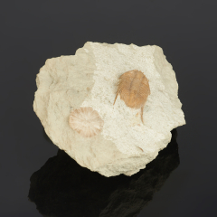 Окаменелость микс белемнит, трилобит 12-16 см