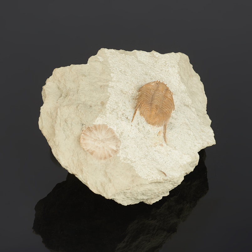 Окаменелость, белемнит в известняке Россия (12-16 см)