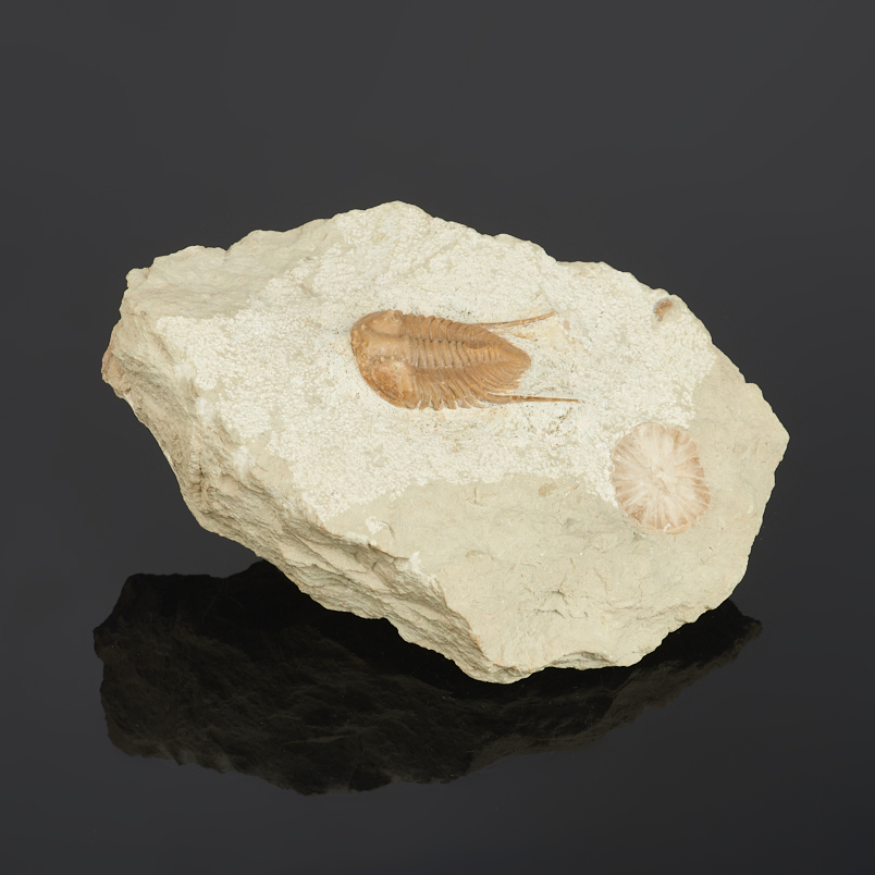 Окаменелость, белемнит в известняке Россия (12-16 см)