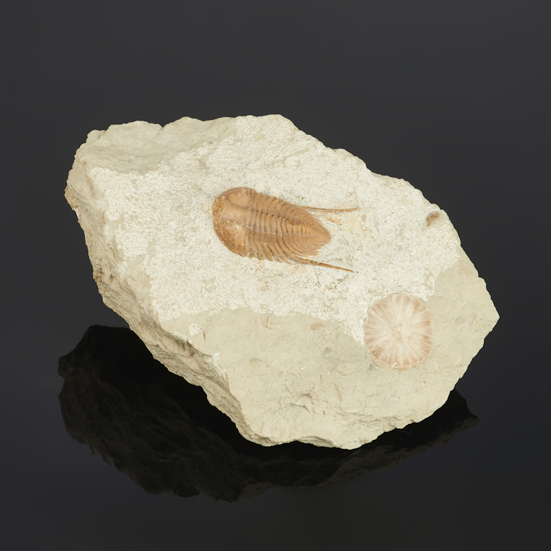 Окаменелость, белемнит в известняке Россия (12-16 см)