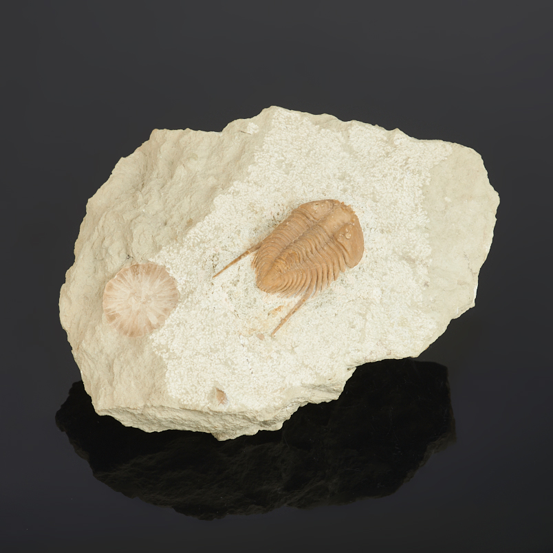 Окаменелость, белемнит в известняке Россия (12-16 см)