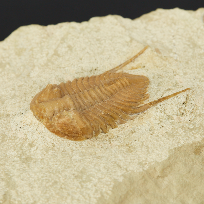 Окаменелость, белемнит в известняке Россия (12-16 см)