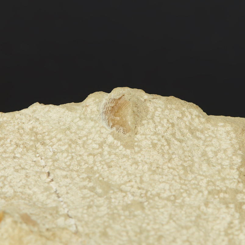 Окаменелость, белемнит в известняке Россия (12-16 см)