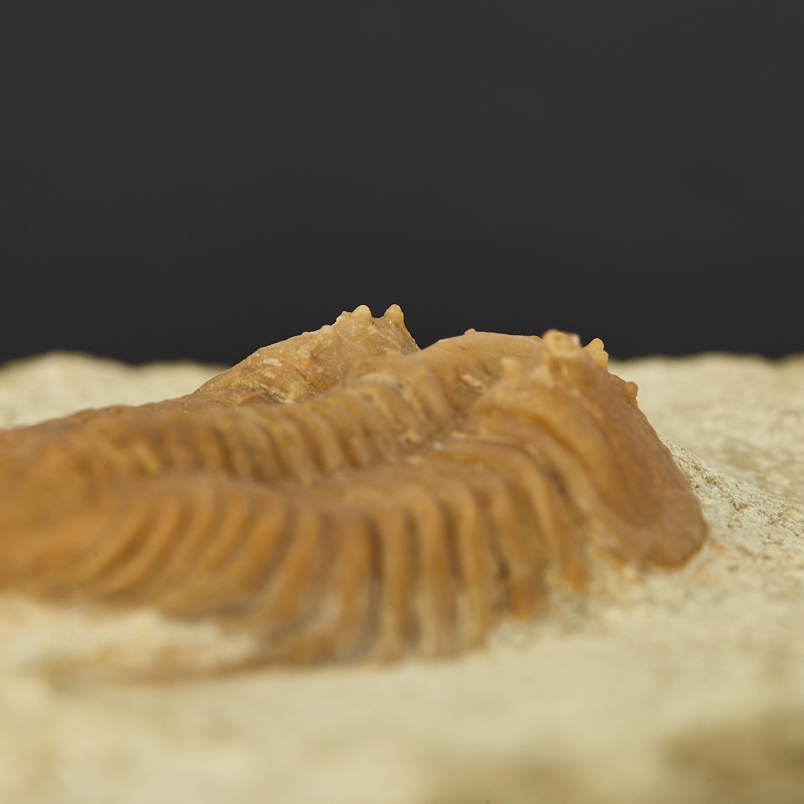 Окаменелость, белемнит в известняке Россия (12-16 см)