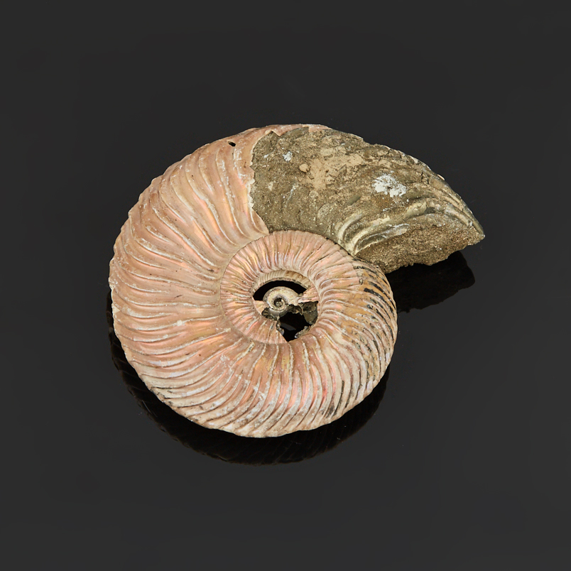 Аммонит пиритизированный Россия 4-5&nbsp;см (1&nbsp;шт)