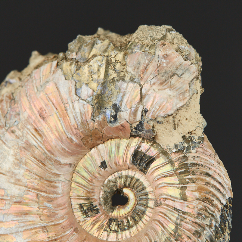 Аммонит пиритизированный Россия 4-5&nbsp;см (1&nbsp;шт)