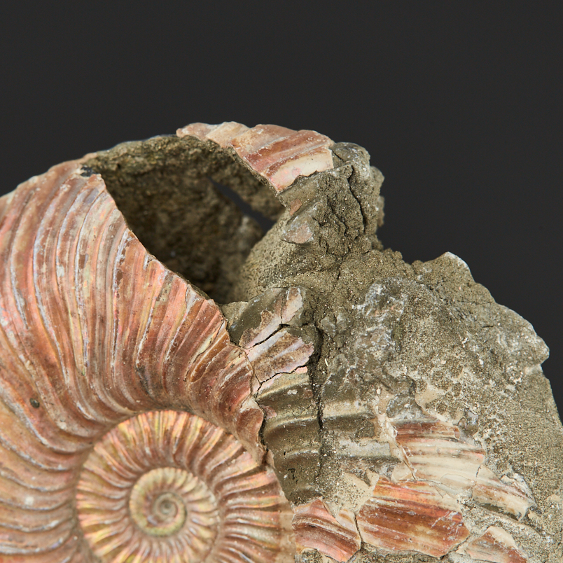 Аммонит пиритизированный Россия 4-5&nbsp;см (1&nbsp;шт)