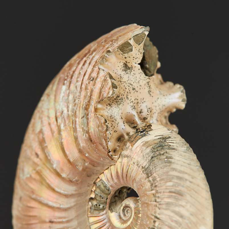 Аммонит пиритизированный Россия 4-5&nbsp;см (1&nbsp;шт)