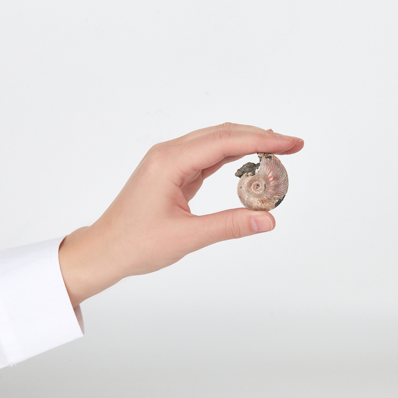 Аммонит пиритизированный Россия 4-5&nbsp;см (1&nbsp;шт)