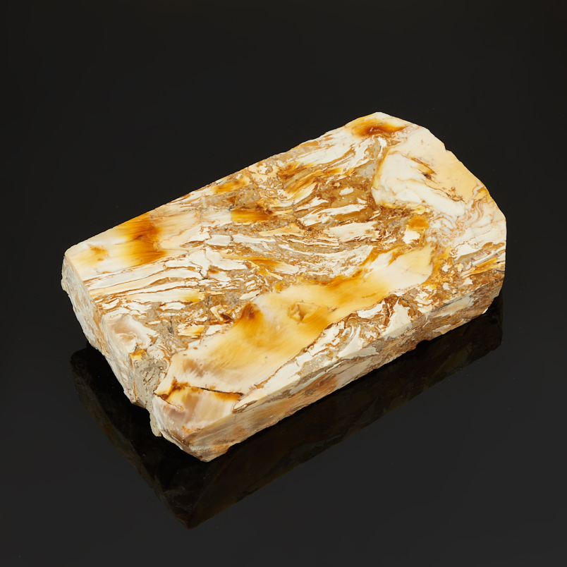 Окаменелость окаменелое дерево Словакия (12-16&nbsp;см)