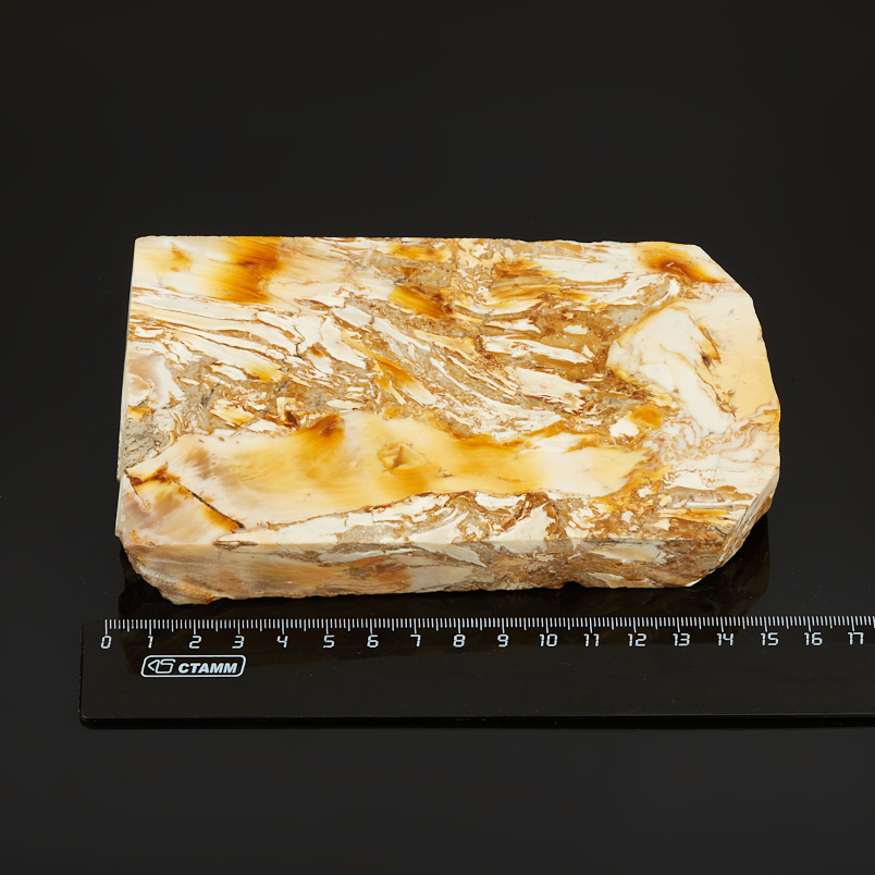 Окаменелость окаменелое дерево Словакия (12-16&nbsp;см)